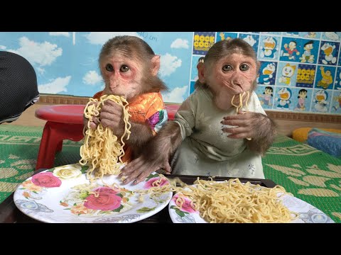 Mimi monkey greedy indiscriminate monkey Kuku polite neat for breakfast
