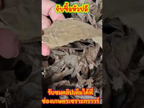 รับซื้อหัวปลีรับซื้อหัวปลีเก