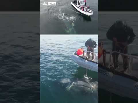 Humpback whale rescued from entangled fishing gear