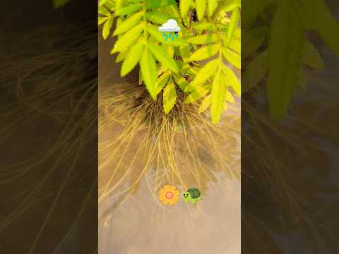 बारिश का मौसम 🌧️🐢 #ytshorts #shorts #flower #barish