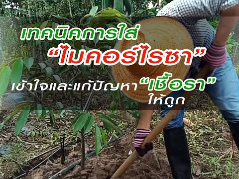 #เทคนิคการใส่ไมคอร์ไรซา-เข้าใจ #เทคนิคการใส่ไมคอร์ไรซา-เข้าใจ