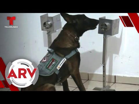 Entrenan perros para detectar personas con COVID-19 en México | Al Rojo Vivo | Telemundo