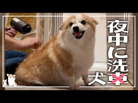 こうなると思って頑張ったけどダメだった😹𓊈2417日目𓊉