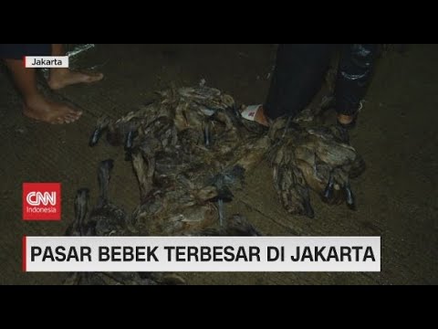 Berkunjung Pasar Bebek Terbesar di Jakarta