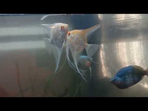 looking at new tanka and racks part 2 enjoy