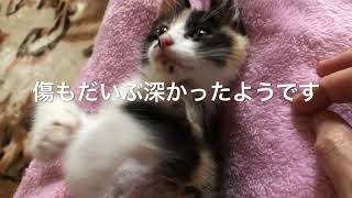 子猫 ペット『【閲覧注意】大怪我をし動けなくなっている子猫を保護しました!』などなど