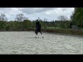 Dressage horse Talentvolle, super knappe 12 jarige Z1 merrie