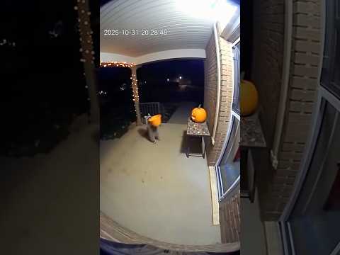 Raccoon Waited His Turn for Candy 🎃🦝