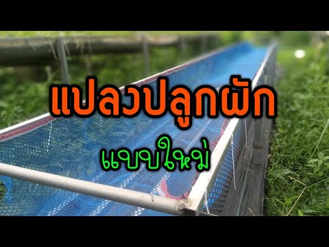 แปลงปลูกผักแบบใหม่