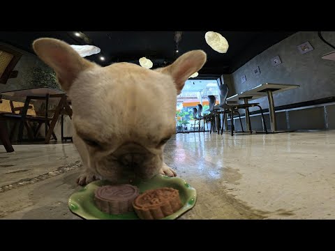 Taiwan eatery rolls out mooncakes for pets ahead of Mid-Autumn Festival | AFP