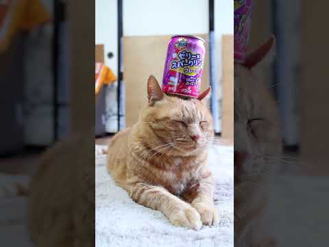 猫の動画サムネイル - ぷるっシュ!! ゼリー×スパークリング グレープ　250806　#のせ猫　 #cat #cute #ネコ　 #kitten #ねこ #猫のいる暮らし　 #cutecat　 #猫のいる生活