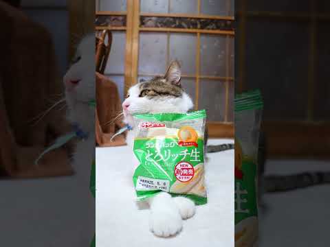 猫の動画サムネイル - とろリッチ生 （生クリーム入りメロンホイップ）　250531　#のせ猫　 #cat #ねこ #猫のいる暮らし #ネコ #ネコ #cute #猫のいる生活