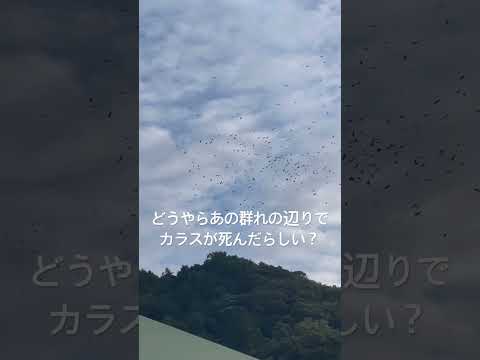カラスは葬式をするらしい?!