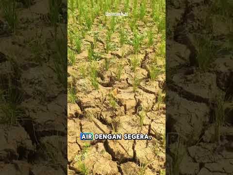 Musim Kemarau, Sawah Mulai Kering dan Retak-retak