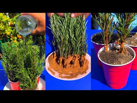 Como Enraizar Esquejes de Romero con la Canela en Polvo - ASI TENDRAS GRANDES PLANTAS DE ROMEOR