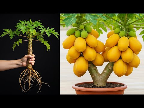 Simple techniques for propagating papaya at home | How to grow papaya tree #papaya
