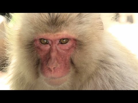 【地獄谷野猿公苑】☆ トックリ00物語 ~第3章　第15話~ ☆　～ニホンザル～ / snowmonkey