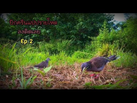 นกต่อดินอายุแปดเดือนธนูทองรว