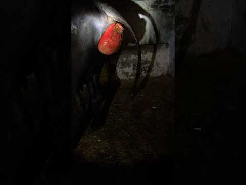 Prolapse due to urine obstruction