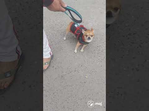 #manali #nature #pets