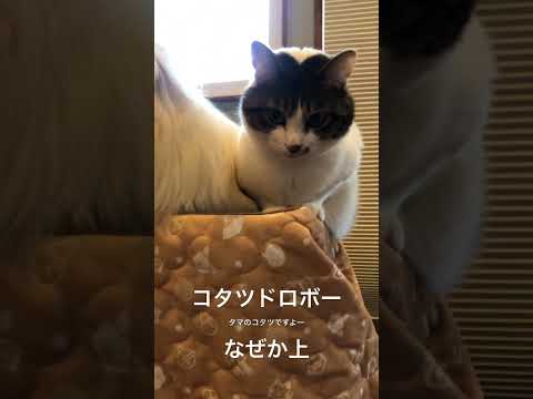 コタツの奪い合い #保護猫 #小型犬