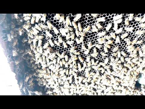 The bees took over the garage.