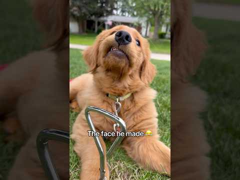 犬の動画サムネイル - I can’t get him to stop!