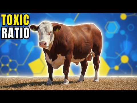 Protein Imbalance: The Hidden Profit Killer in Beef Fattening