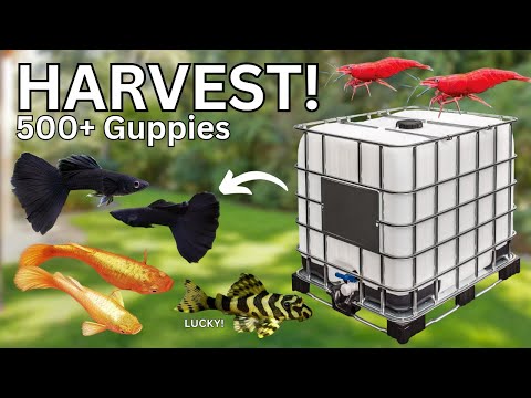 Summer Pond Teardown Surprises_ SO MANY GUPPIES! Bug Buffet & Green Cuisine Available Here - https_//purefin.shop/ 
BUY MY FISH ↠ https_//keepingfi