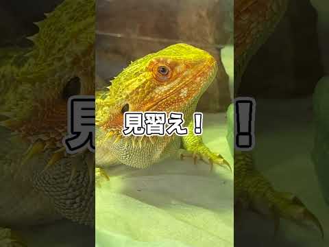 天才トカゲ現るwwwwwwwwwwwwww