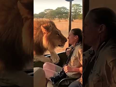 #animals #trending #funnyanimals