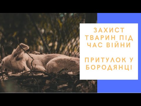 Захист тварин під час війни|Бородянка, Best friends та інші: чи понесуть окупанти відповідальність?