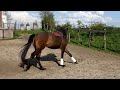 Dressuurpaard Mooie 4-jarige STER merrie, Just Wimphof x Ferdeaux