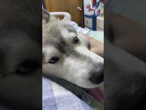 ได้เวลาเกาขนhuskysiberianhus