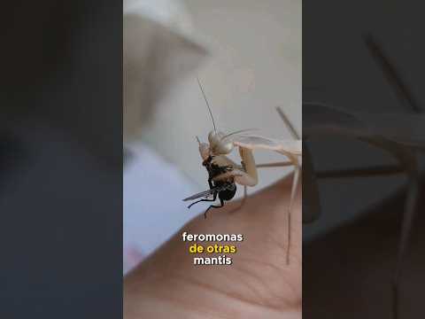 La Mantis religiosa, la reina de los insectos #shorts #viral #animales