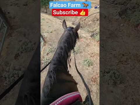 OREO OFFROADING #horse #shorts #short #beautiful #animals #equestrian #happy #cute #fun #Farm #sport