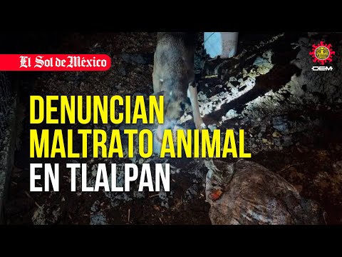 Denuncian maltrato animal en pensión de Tlalpan