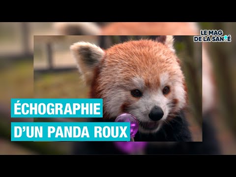 PANDA ROUX : les soigneuses craquent 1/5 - Allo Docteurs