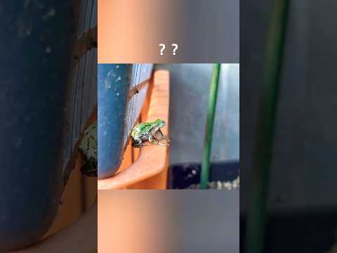 カエルちゃんの脱皮