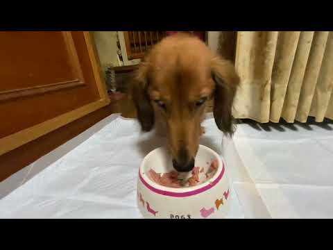 #ミニチュアダックスフンド #ティアラ君#お食事#回想編