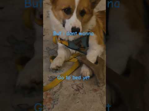 lullaby...or is it #corgi #doggielife #puppy #dog #shorts