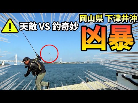 凶暴な天敵には要注意！秋のチヌフカセ釣り in 岡山県下津井沖