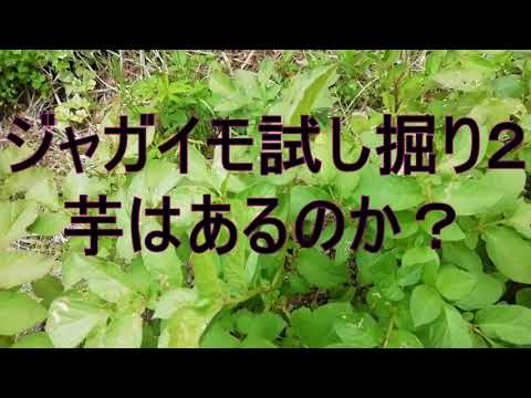 ジャガイモ試し掘り　第2彈・芋はあるのか？