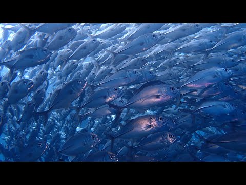 Another dive adventure 