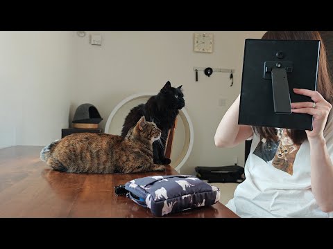 お化粧してたら『どこに行くの』と見に来た猫が可愛すぎた