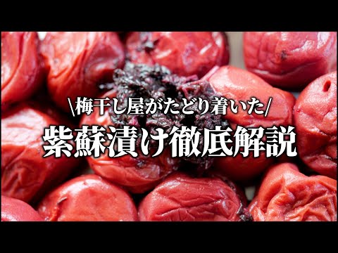【梅干し屋直伝】きれいに染まる紫蘇漬けの裏技を解説します。2種類の漬け方を比較検証!