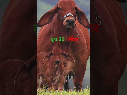 साहिबाल गाय 🐄 30kg मिल्क ||#wildlife #shorts #shortsfeed #discovery #cow