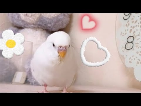 寝落ちしながらもガールフレンドへ愛を注ぐ白いインコ🕊️💗楽しいおしゃべり相手ははるか大きなアレ♡🤭