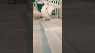 結構風圧すごいんです #shorts