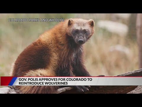 Polis signs laws on semi trucks, wildfires, wolverines